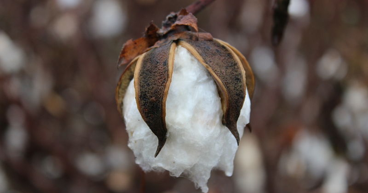 cotton boll tobacco budworm Chloridea virescens inside damaged Stock Photo Cotton - New Georgia Encyclopedia