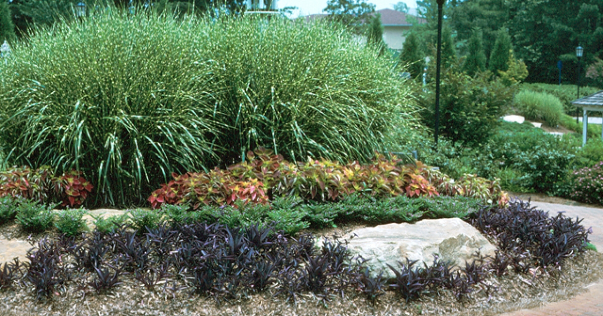 Xeriscape Gardening - New Georgia Encyclopedia